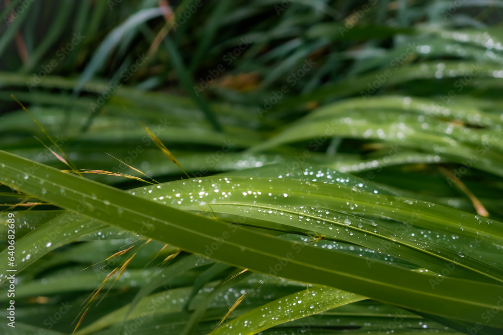 Fototapeta premium Cane grass. Razor sharp leaves. Raindrops.