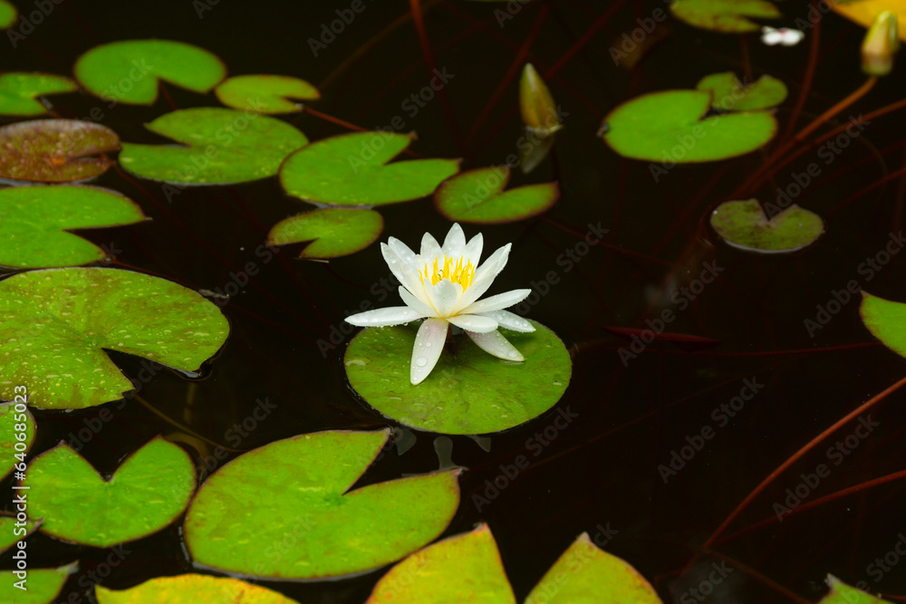 Water Lily Flower and Leaves on the Pond Water Lily Flower and Leaves on the Pond