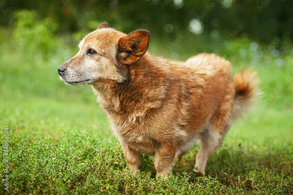 Mongrel dog of red color lies on its stomach on the grass, stretching its front paws forward. Spring