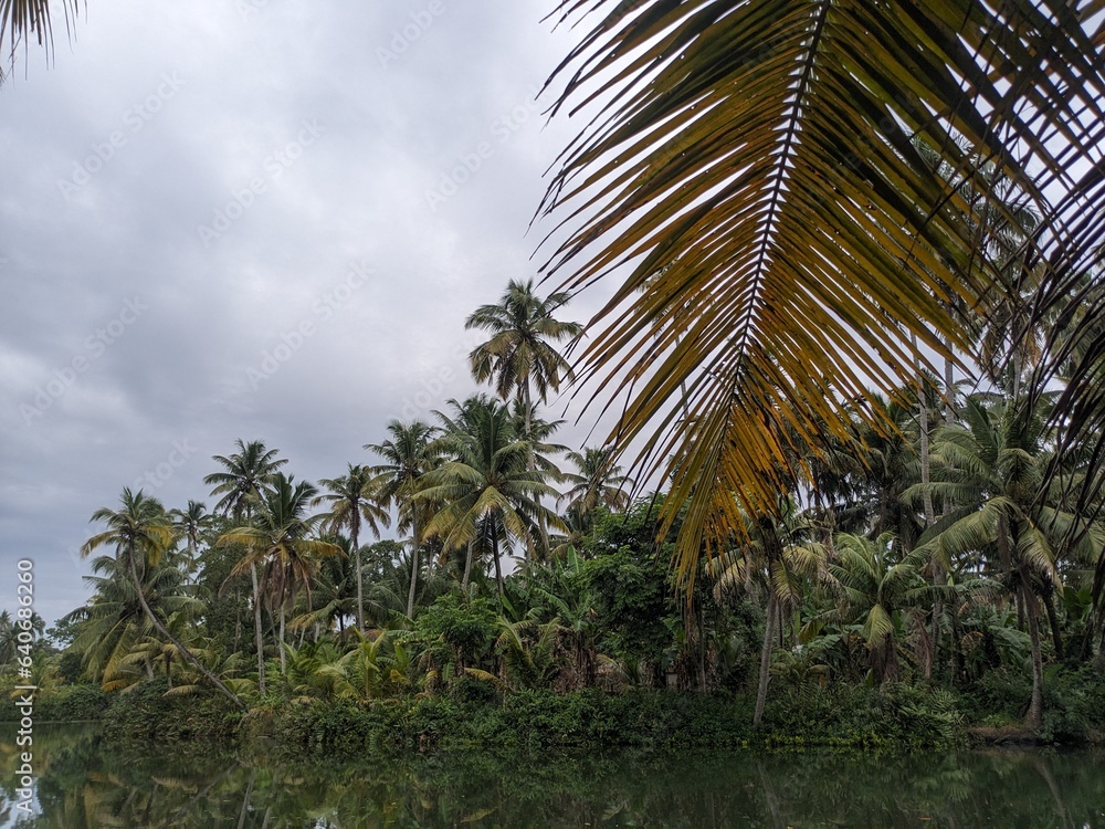 Aerial view of coconut tree