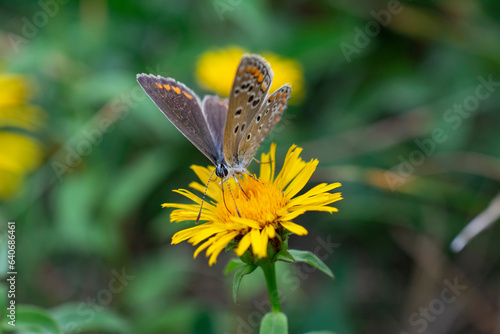 Papillon sur Fleur 2