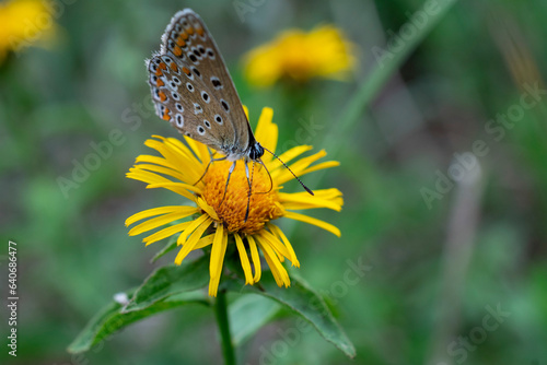 Papillon sur Fleur