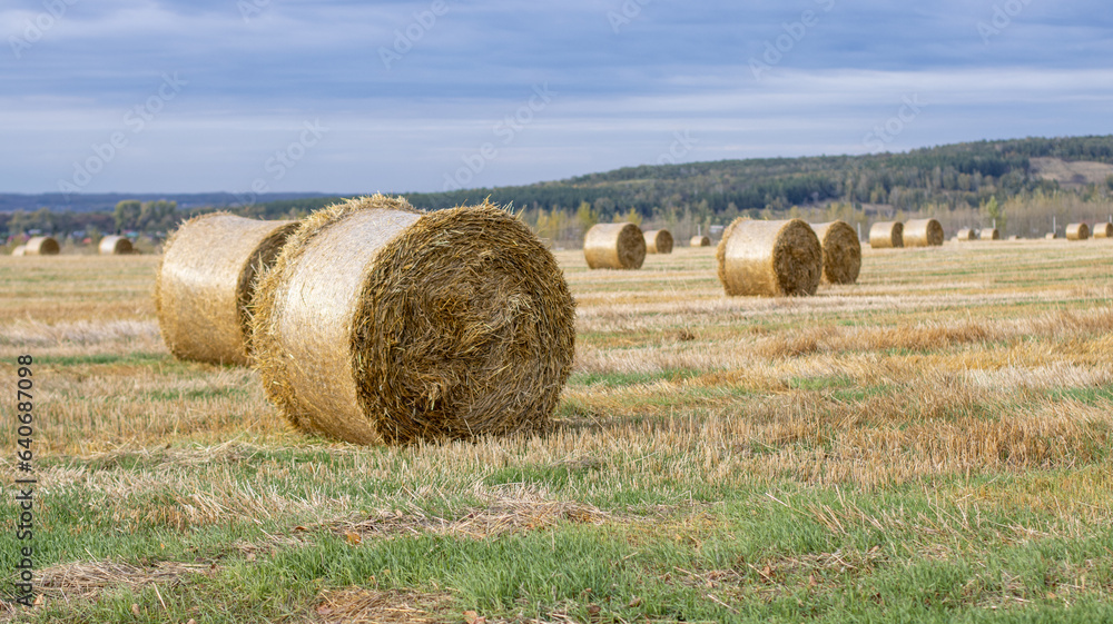 The harvest season in the agricultural industry. Tightly twisted rolls of hay or straw in the field. Clear autumn weather in agriculture for harvesting.