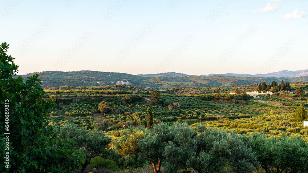 olive trees in the morning light