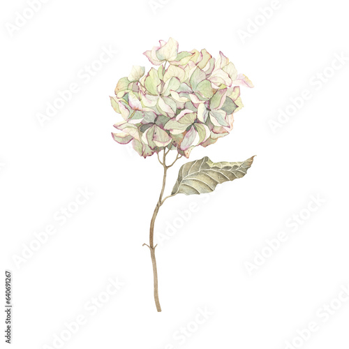 Dried hydrangea, colorful watercolor isolated print. Beautiful illustration for your design.