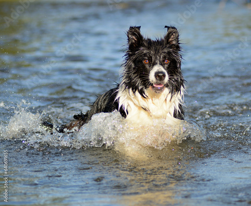 Pies rasy Border Colli pływający w wodzie