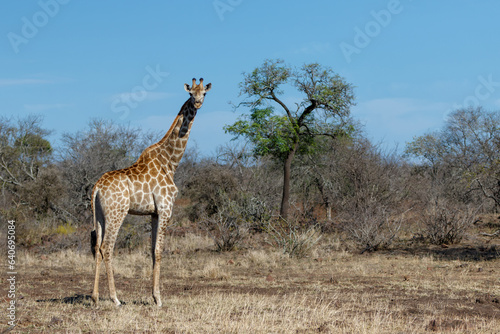 Giraffes walking around and searching for food in the Kruger National Park in South Africa