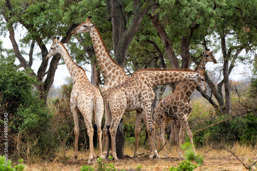 Giraffes walking around and searching for food in the Kruger National Park in South Africa