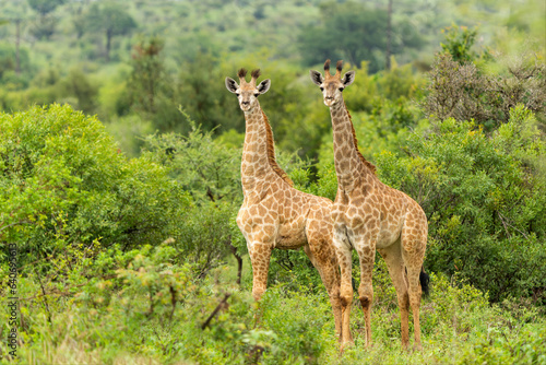 Photography Baby Giraffes walking around and searching for food in the Kruger National Park