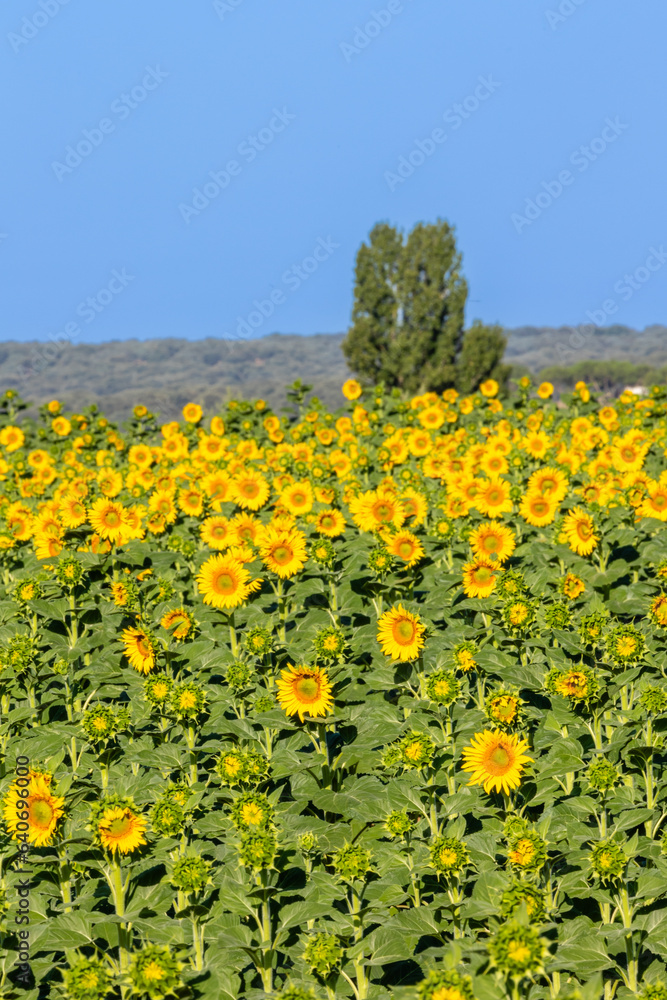 Naklejka premium field of sunflowers for the manufacture of sunflower oil in Salamanca, Spain