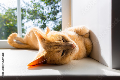 Photography the cat lies on the windowsill in a funny pose