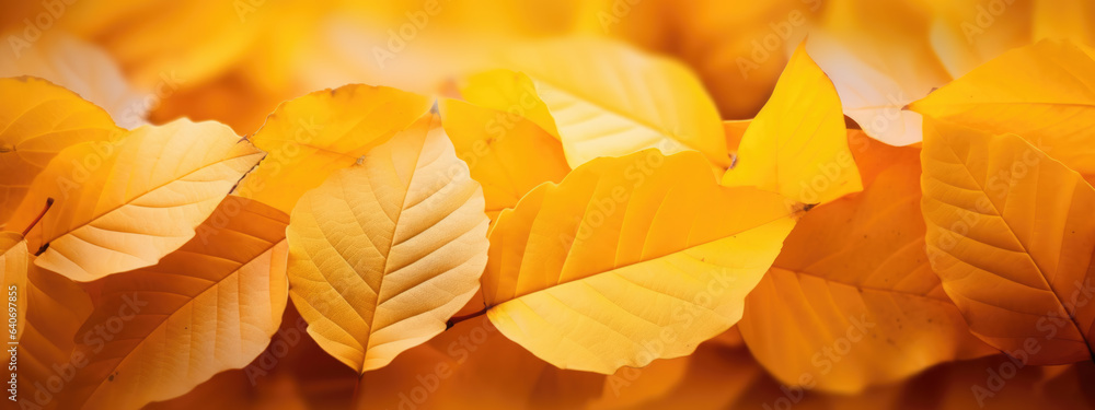Autumn background with leaves on a sunny day Autumn background with leaves on a sunny day