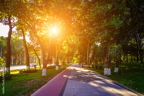 Fototapeta Naklejka Na Ścianę i Meble -  City park in summer or spring with pavement, green lawn and trees on a sunset or sunrise in Tashkent, Uzbekistan.