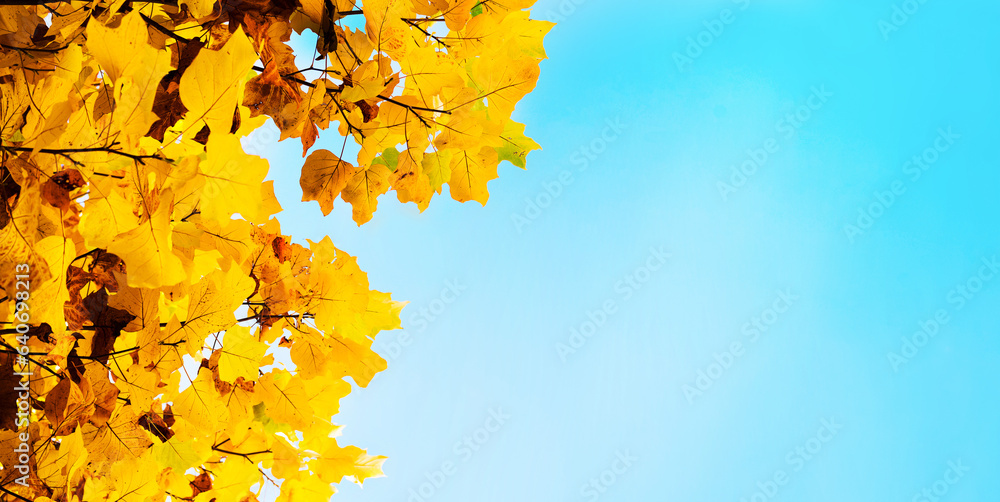 Autumn tree branches with bright leaves against the blue sky close-up. Autumn background, banner