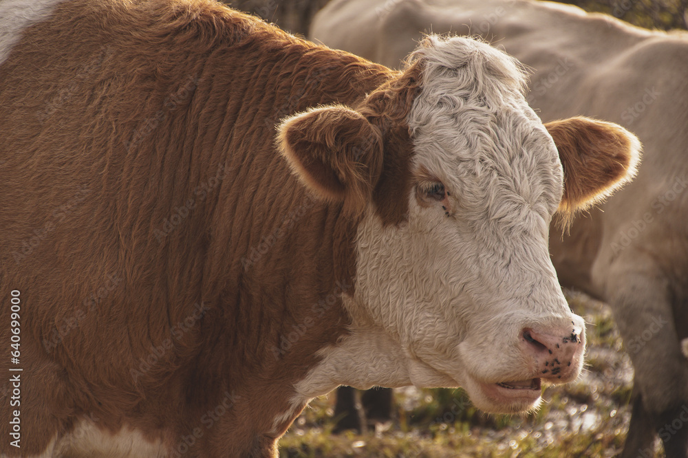 Close-up of cow on field