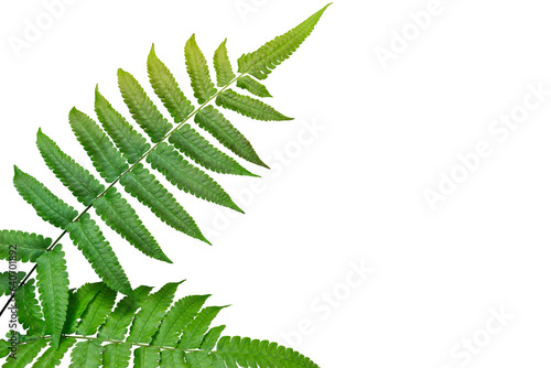 Green leaves fern tropical rainforest isolated on transparent background. PNG transparency
