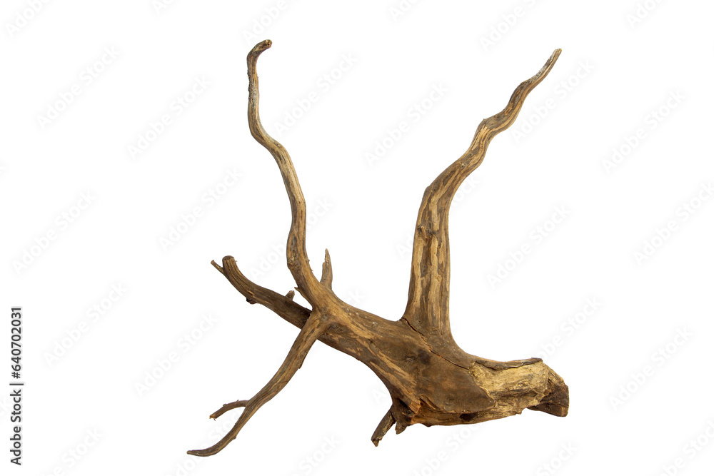 Fototapeta premium Horn tree root driftwood isolated on transparent background. PNG transparency