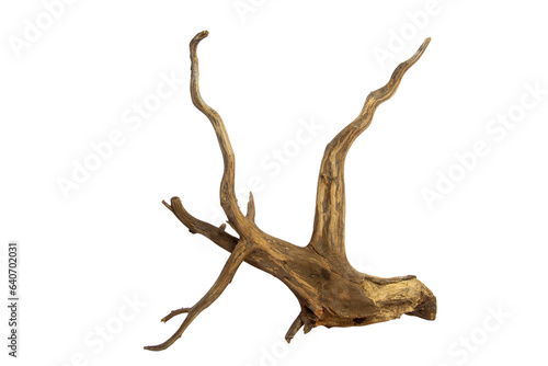 Horn tree root driftwood isolated on transparent background. PNG transparency
