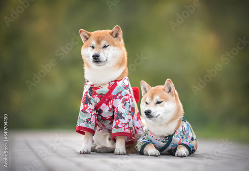 Couple of beautiful red white japanese shiba inu dogs in kimono sitting and laying on a stone tile in morning sunny summer park on the background of light green trees © Anna Darahan