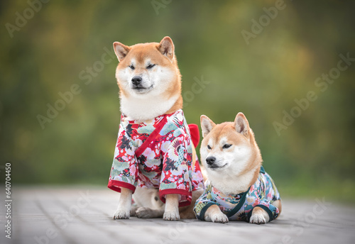 Photography Couple of beautiful red white japanese shiba inu dogs in kimono sitting and layi