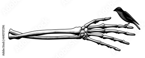 A bird with folded wings sits on a skeleton's hand. The theme of nature conservation. Vintage engraving stylized drawing. Vector illustration
