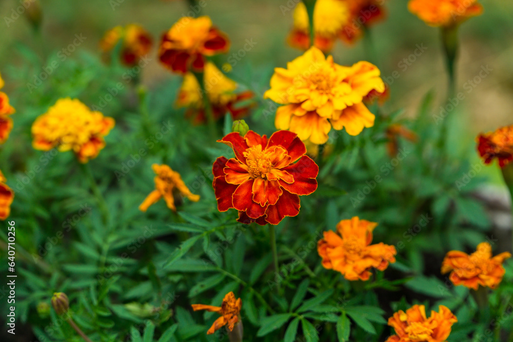 Red flower. High quality photo.. Selective focus Red flower. High quality photo.. Selective focus