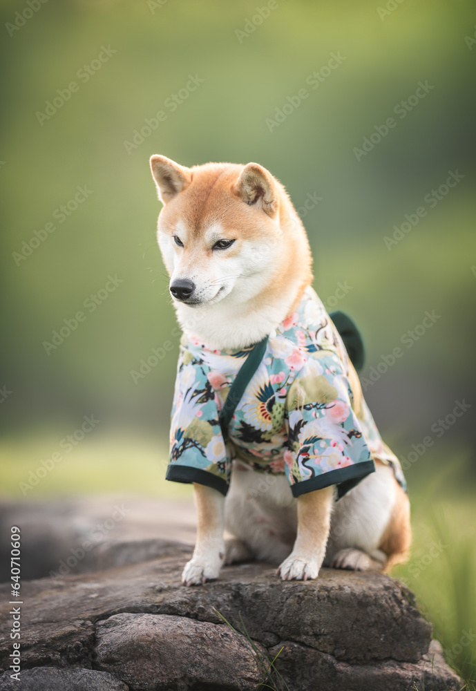 Cute red white japanese shiba inu dog in green kimono sitting on a stone parapet in morning sunny summer park on the background of light green trees and grass Cute red white japanese shiba inu dog in green kimono sitting on a stone parapet in morning sunny summer park on the background of light green trees and grass