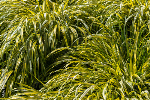 Golden Variegated Hakone Grass (Hakonechloa macra) ‘Aureola’ photo