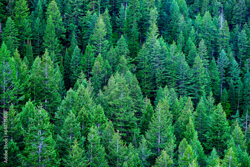 Pine Forest Green Lush Growth in Wilderness