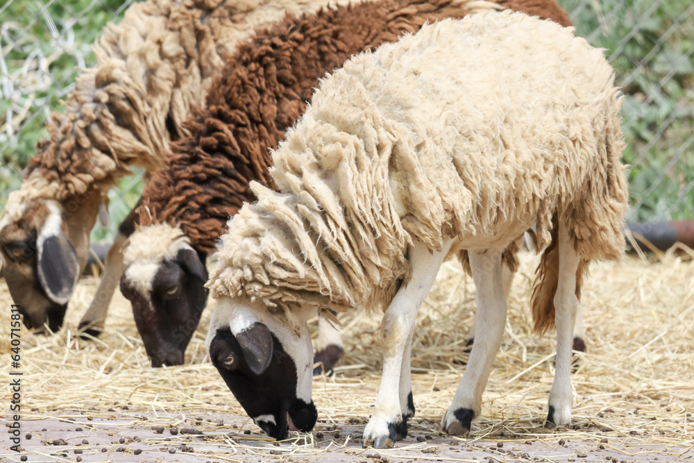 Naklejka premium Close up group Sheep is eatting in garden