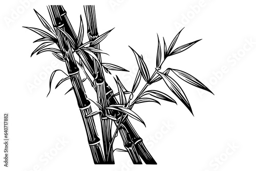 Hand drawn ink sketch of bamboo leaves and branches. Vector illustration.