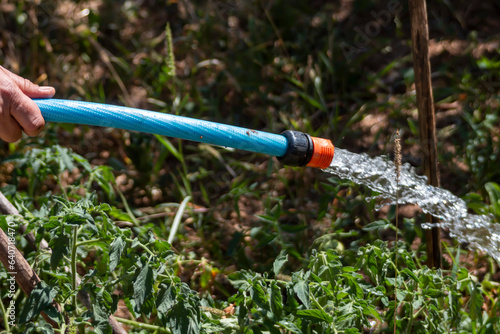 Farmer's hand watering his dry orchard with a hose after high summer temperatures