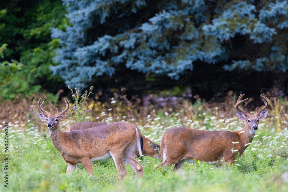 Male white-tailed deer (Odocoileus virginianus) in summer Male white-tailed deer (Odocoileus virginianus) in summer