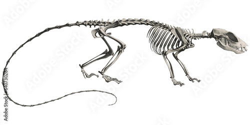 Rat Mouse Animal Anatomy Skeleton Scientific Illustration Skull And Bones