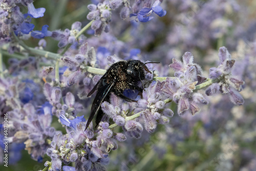 Xylocopa violacea, Violet carpenter bee with pollen on a purple flower © Isabel