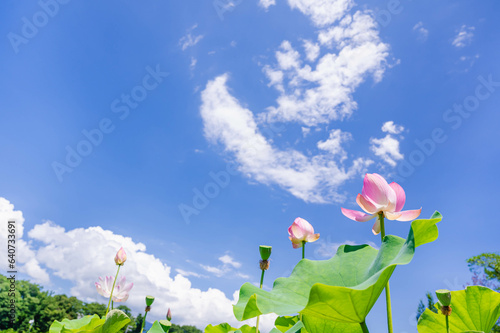 夏の空と蓮の花