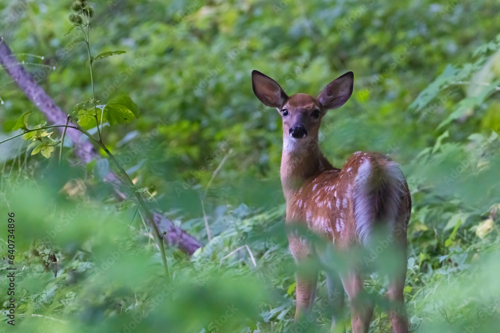 Fototapeta premium baby white-tailed deer in summer