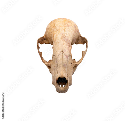 Frontal view of a rabbit skull on a transparent background 