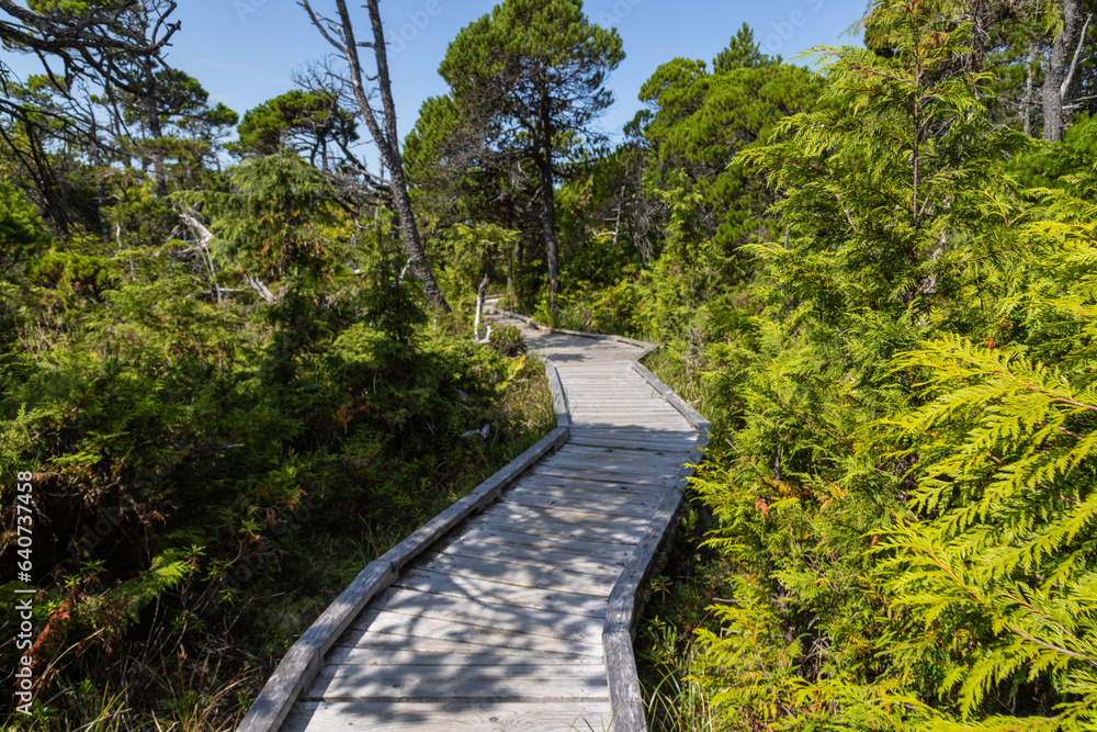 Obraz premium boardwalk in the forest