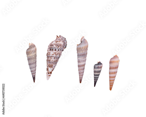 Slika na platnu Five different pointy sea shells on a transparent background