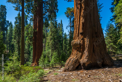 The General Grant Tree loop in the Sequoia & Kings Canyon National Park. 