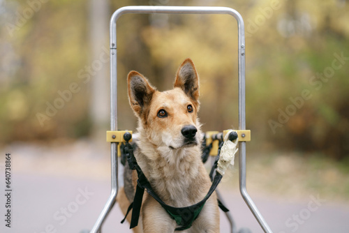dog in a wheelchair. Disabled Pet in autumn in nature