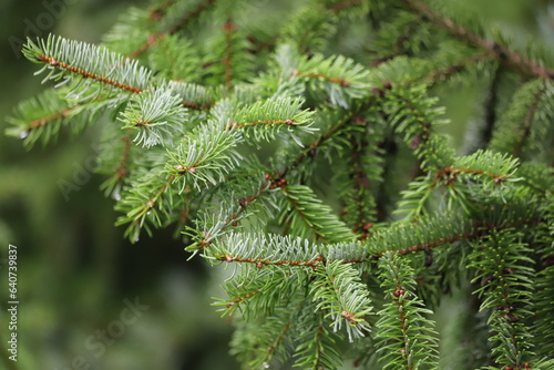 Picea omorika. Serbian spruce tree in the garden. Close up. photo