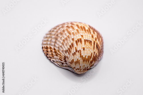 seashell isolated on a white background