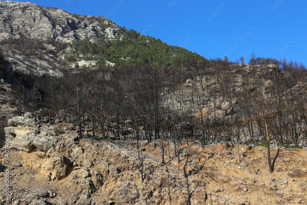 The aftermath of wildfires. Fire scarred trees in the charred remains ...