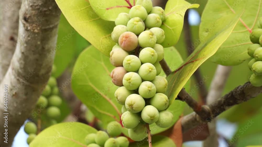 Coccoloba uvifera (seagrape, baygrape, Sea Grape, Jamaican Kino, Platter Leaf). This plant is an ornamental plant and serves as a dune stabilizer and protective habitat for small animal Coccoloba uvifera (seagrape, baygrape, Sea Grape, Jamaican Kino, Platter Leaf). This plant is an ornamental plant and serves as a dune stabilizer and protective habitat for small animal