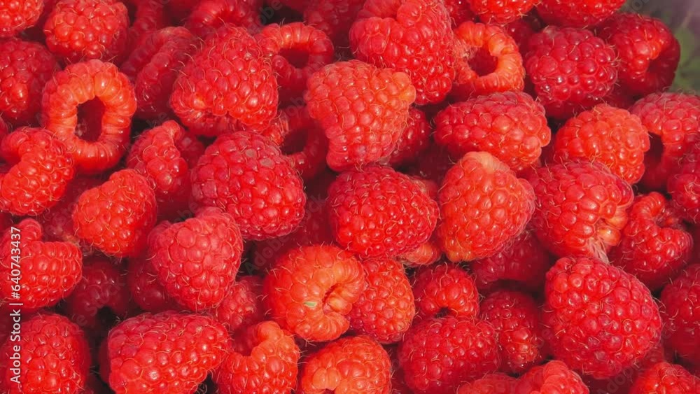 A woman working with her hands picks raspberry berries from a bush. Raspberries are picked by hand. A woman working with her hands picks raspberry berries from a bush. Raspberries are picked by hand.