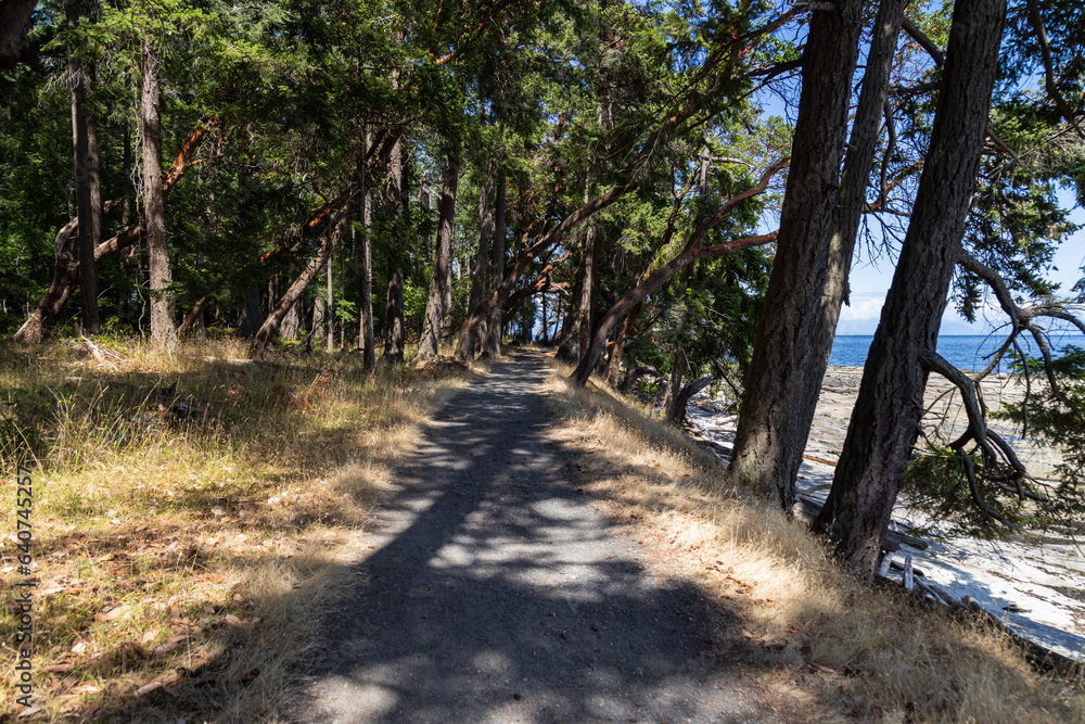 Fototapeta premium path in the woods