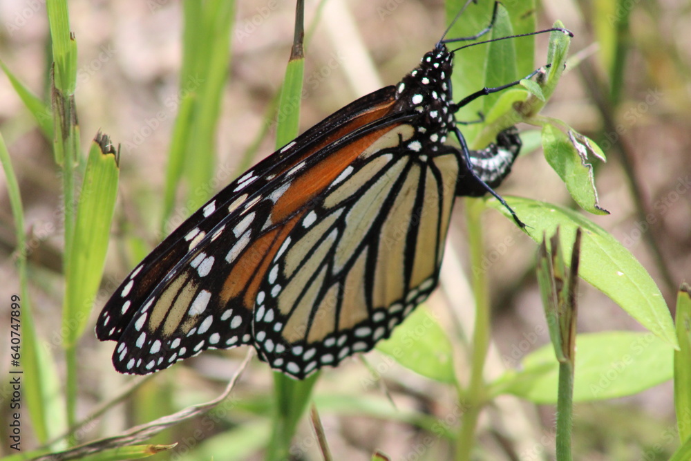 Fototapeta premium Monarch Drying her wIngs