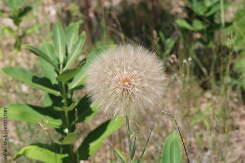 Make a Wish Dandelion Puff